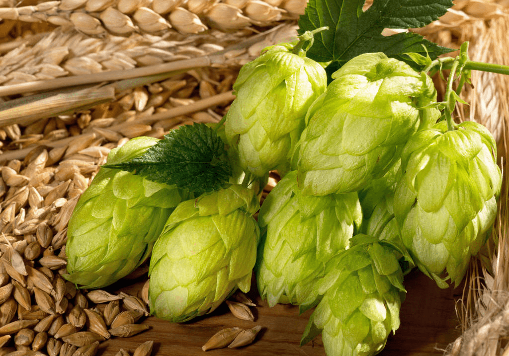 為什么做精釀啤酒如此重視啤酒花？